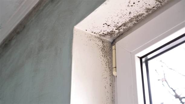 Environmental Consulting for Mold Prevention in Amargosa Valley, NV